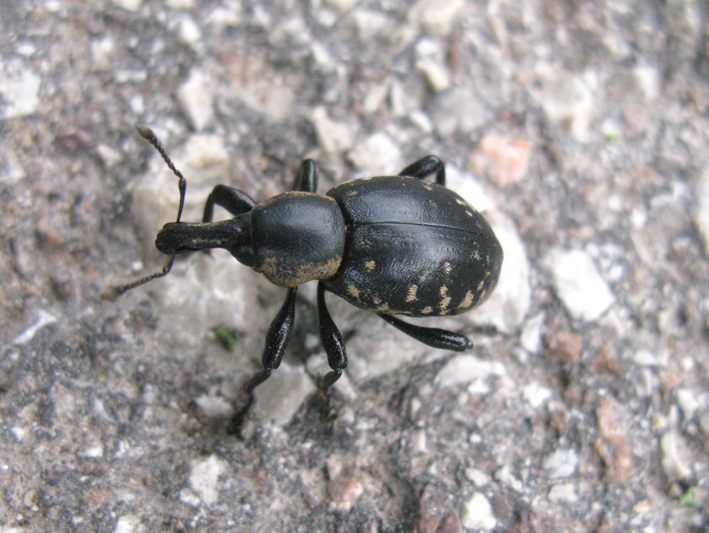 curculionidae da identificare